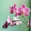 PREMIUM ORCHIDS Flower subscriptions - 4