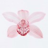 PREMIUM ORCHIDS Flower subscriptions - 6