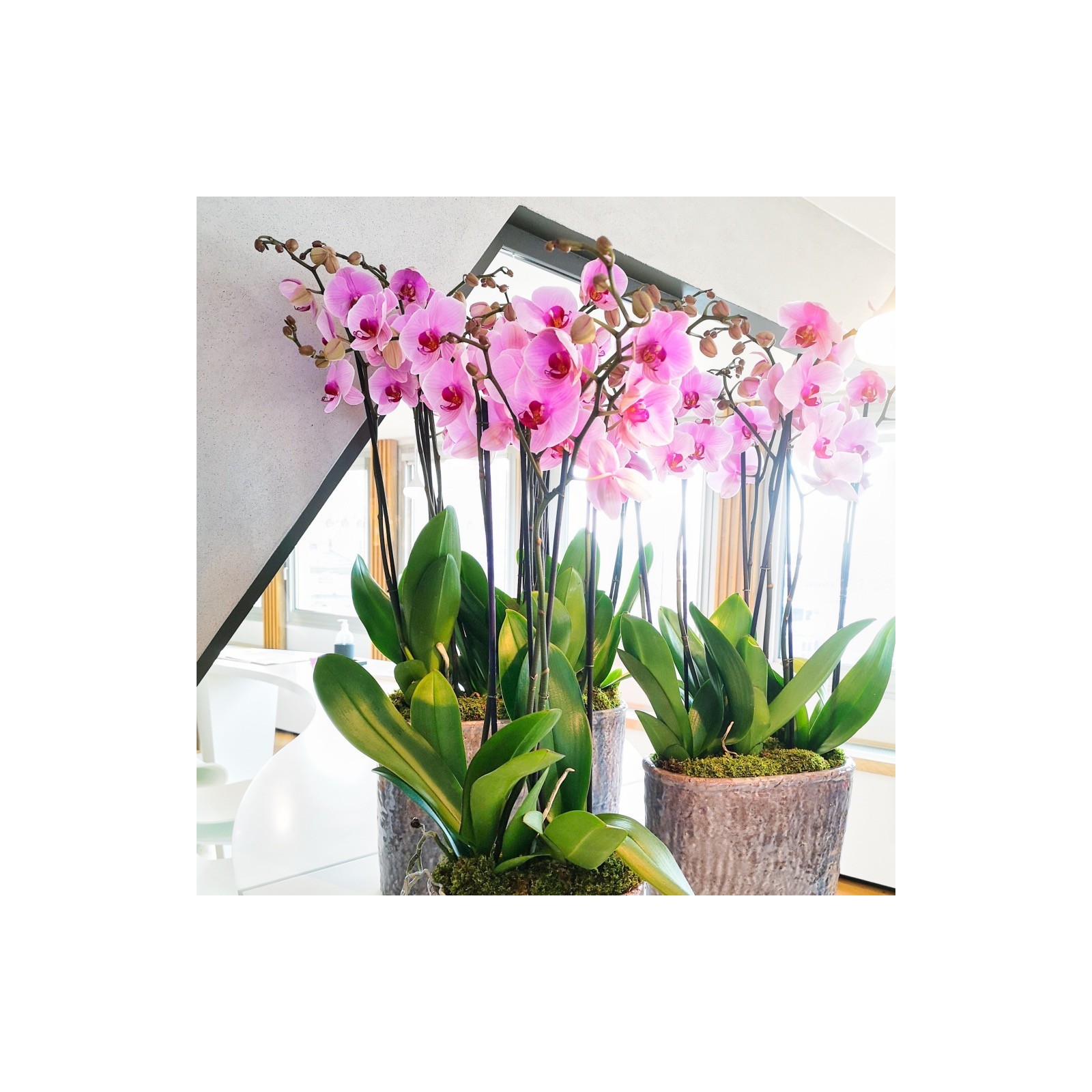 PREMIUM ORCHIDS Flower subscriptions - 1
