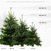 L'ÉTINCELLE  Christmas trees - 4
