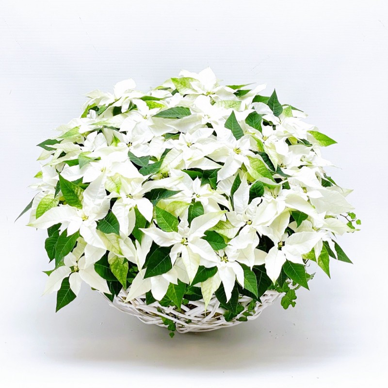 White Poinsettia White Poinsettia