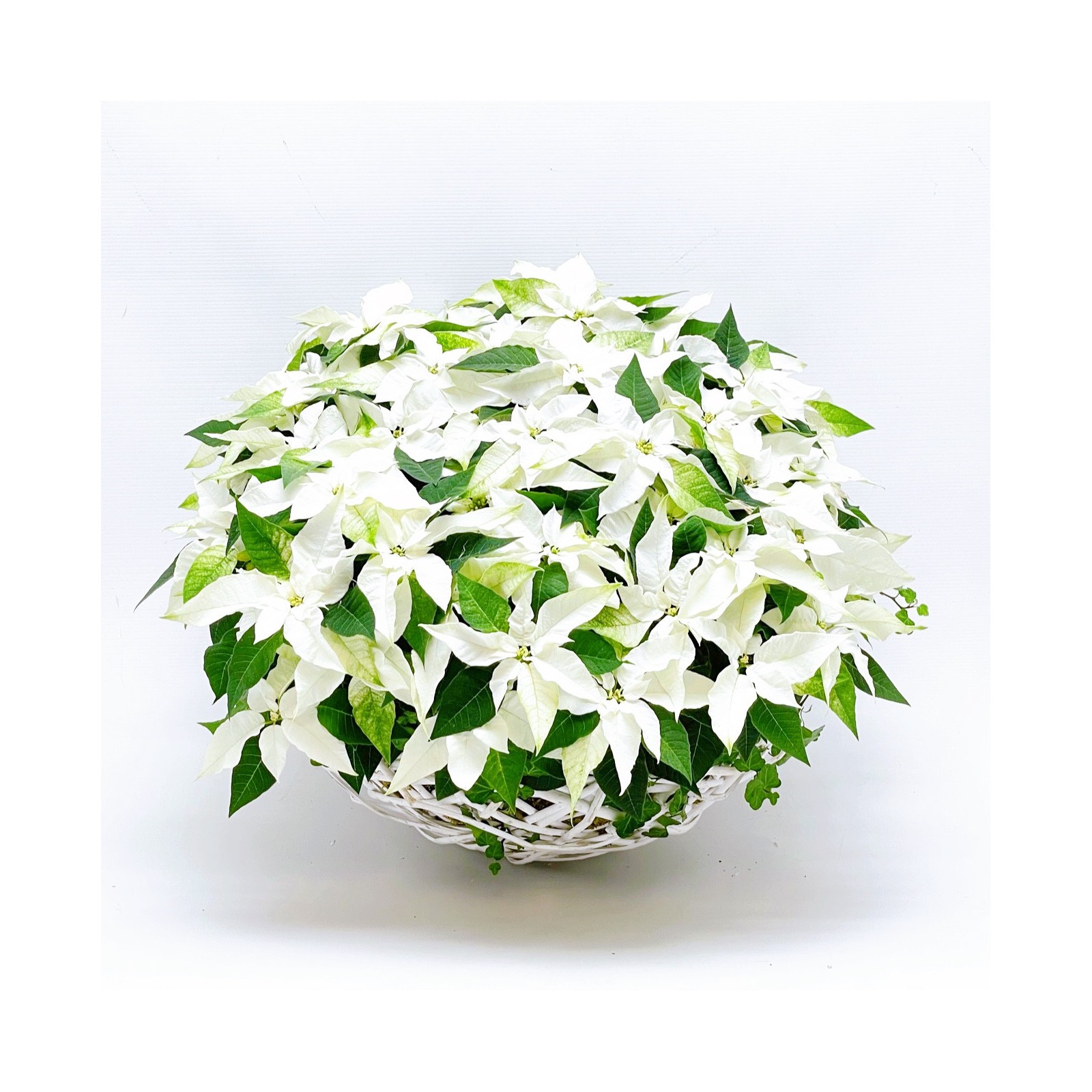 Poinsettia Blanc Décorations de Noël - 1