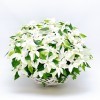 White Poinsettia Christmas decorations - 1