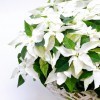 White Poinsettia Christmas decorations - 3