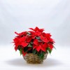 Poinsettia Rouge Décorations de Noël - 3