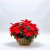 Red Poinsettia Christmas decorations - 3
