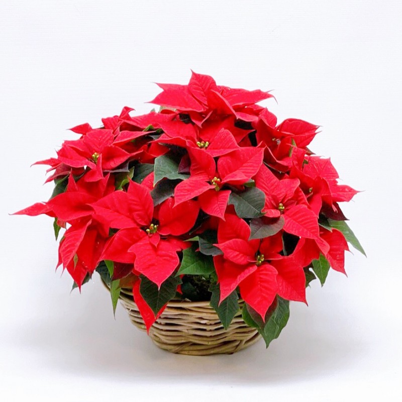 Red Poinsettia Christmas decorations - 1