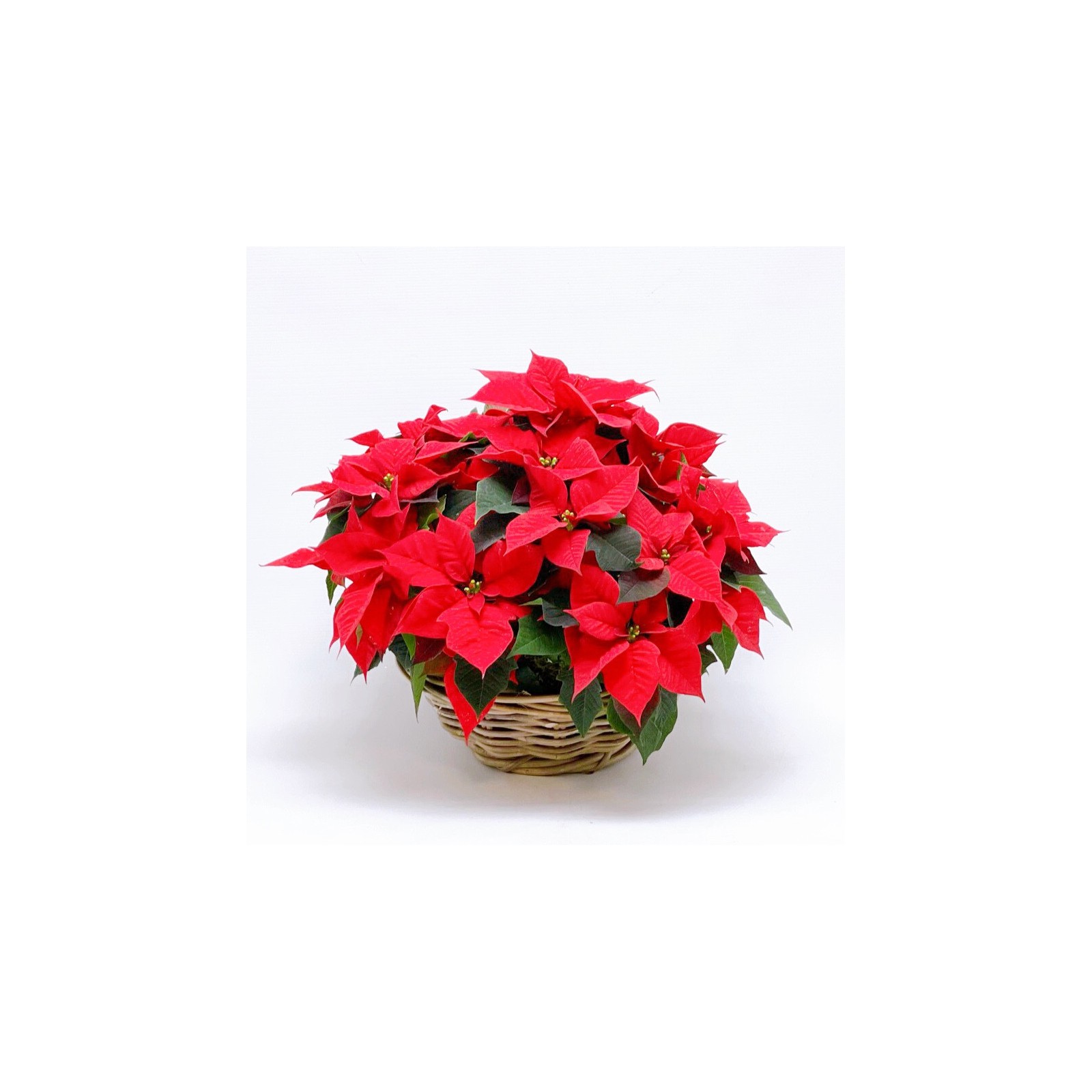 Red Poinsettia Christmas decorations - 1
