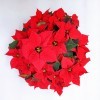 Red Poinsettia Christmas decorations - 2