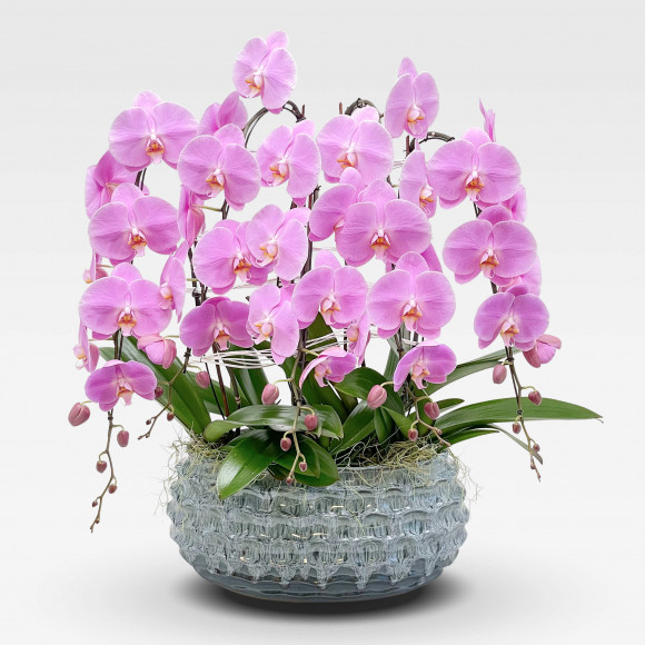 "ROSELIN" ORCHID Orchids in Planters - 1