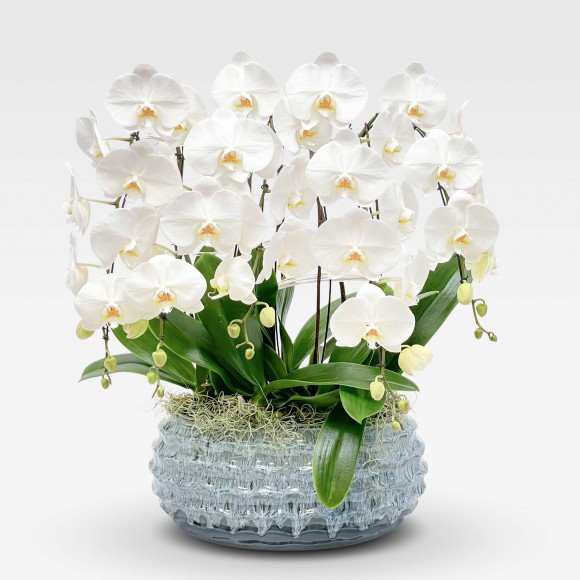 "DOVE" ORCHID Orchids in Planters - 1