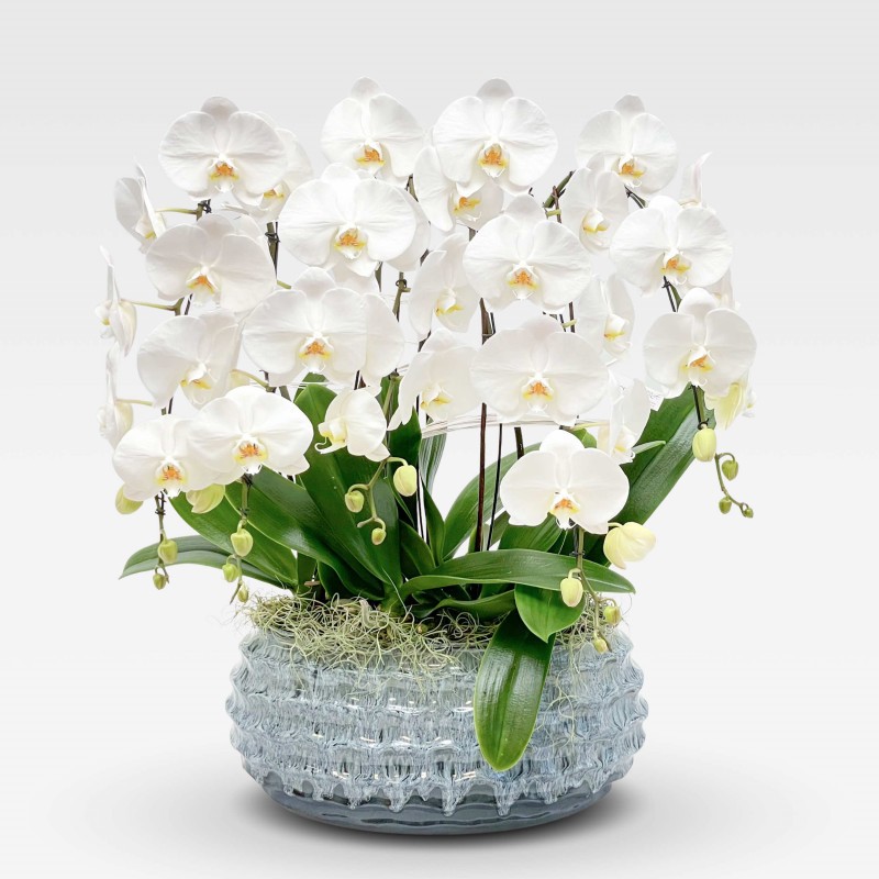 "DOVE" ORCHID "DOVE" ORCHID