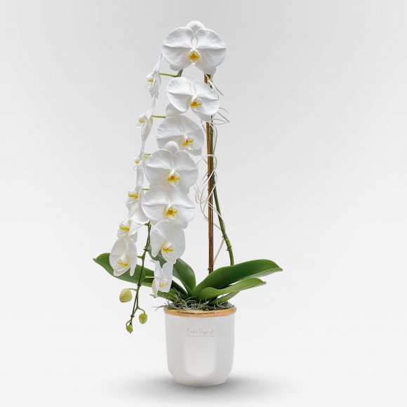 GRANDE CASCADE Orchids in Planters - 1