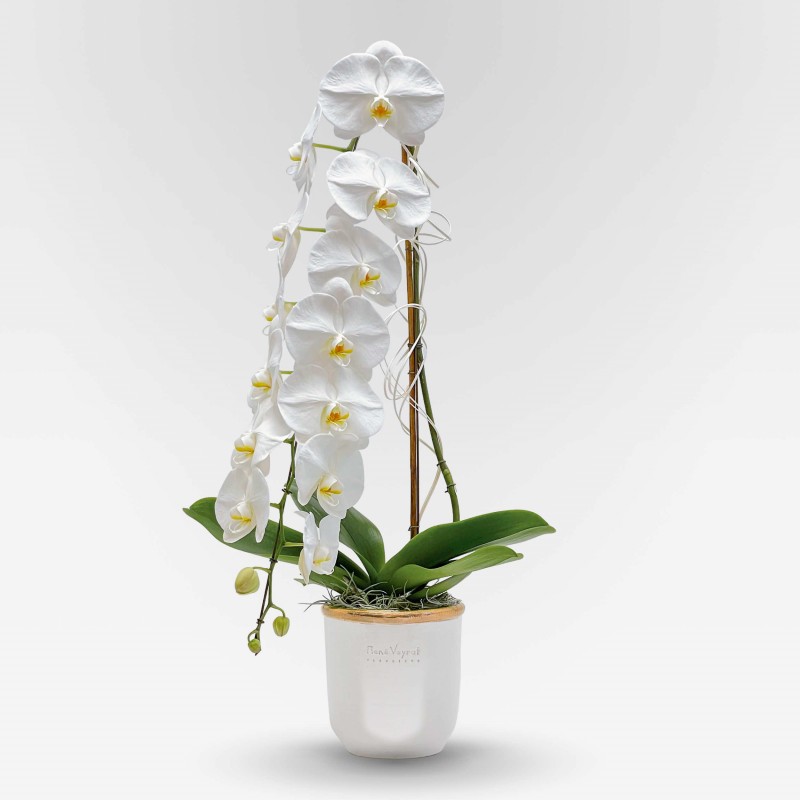 GRANDE CASCADE Orchids in Planters - 1 GRANDE CASCADE Orchids in Planters - 1