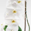 GRANDE CASCADE Orchids in Planters - 3