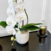 GRANDE CASCADE Orchids in Planters - 7