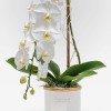 GRANDE CASCADE Orchids in Planters - 2