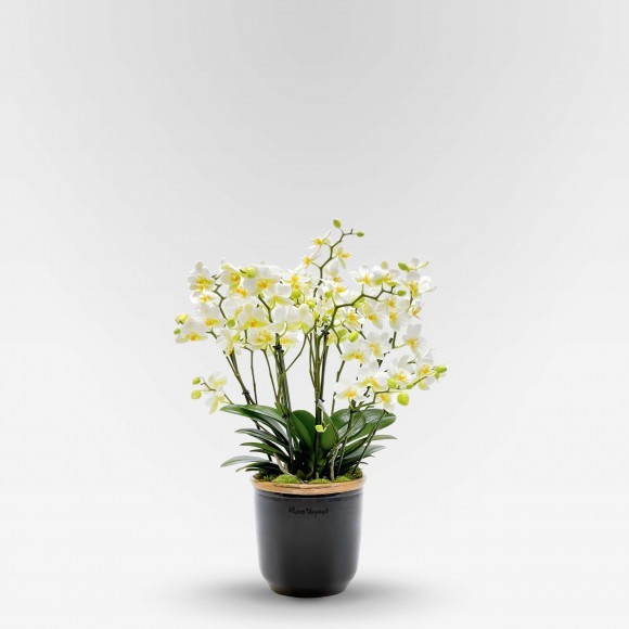 PETITS CHAMPS Orchids in Planters - 1