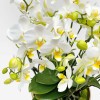 PETITS CHAMPS Orchids in Planters - 2