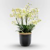PETITS CHAMPS Orchids in Planters - 3