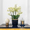 PETITS CHAMPS Orchids in Planters - 5
