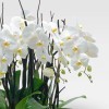 ROTONDE Orchids in Planters - 4