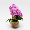 copy of "ROSELIN" ORCHID Orchids in Planters - 3