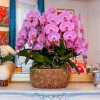copy of "ROSELIN" ORCHID Orchids in Planters - 2