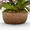 copy of "ROSELIN" ORCHID Orchids in Planters - 6