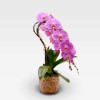 PETIT ROSELIN Orchids in Planters - 2