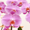 PETITE ROSELIN Coupes d'Orchidées - 3