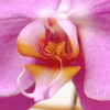 PETITE ROSELIN Coupes d'Orchidées - 4