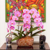 PETIT ROSELIN Orchids in Planters - 5