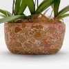 PETIT ROSELIN Orchids in Planters - 6