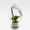 SMALL COLOMBE PLANTER Orchids in Planters - 3