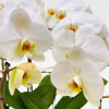 SMALL COLOMBE PLANTER Orchids in Planters - 4