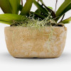 SMALL COLOMBE PLANTER Orchids in Planters - 6