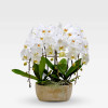 SMALL COLOMBE PLANTER Orchids in Planters - 7
