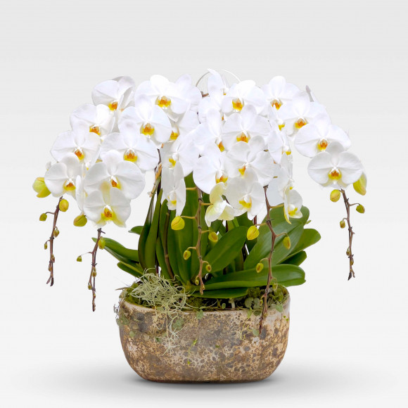 COLOMBE PLANTER Orchids in Planters - 1