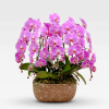 ROSELIN PLANTER Potted Orchids - 1