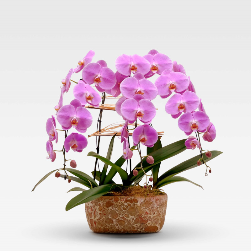 SMALL ROSELIN PLANTER Orchids in Planters - 1