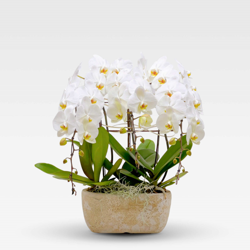 SMALL COLOMBE PLANTER Orchids in Planters - 1