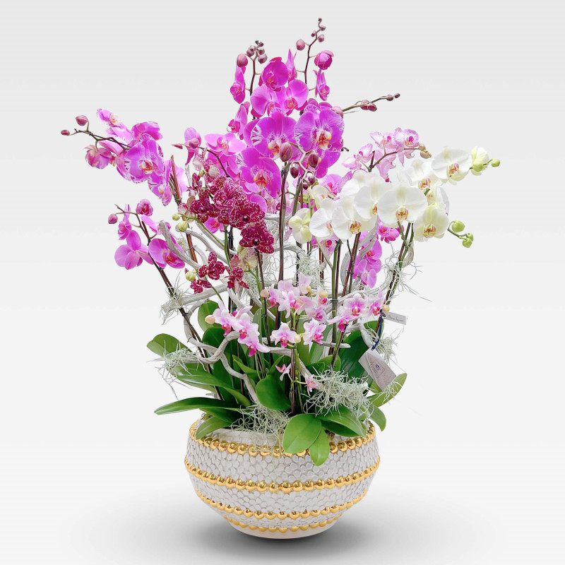 COUPE BELLISSIMA BIANCA Coupes d'Orchidées - 1 COUPE BELLISSIMA BIANCA Coupes d'Orchidées - 1