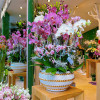 BELLISSIMA BIANCA PLANTER Orchids in Planters - 2