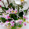 COUPE BELLISSIMA BIANCA Coupes d'Orchidées - 5
