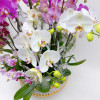 BELLISSIMA BIANCA PLANTER Orchids in Planters - 4