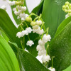 ROTONDE LILLY OF THE VALLEY "XL" 1st of May - 3