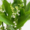 ROTONDE LILLY OF THE VALLEY "M" 1st of May - 5