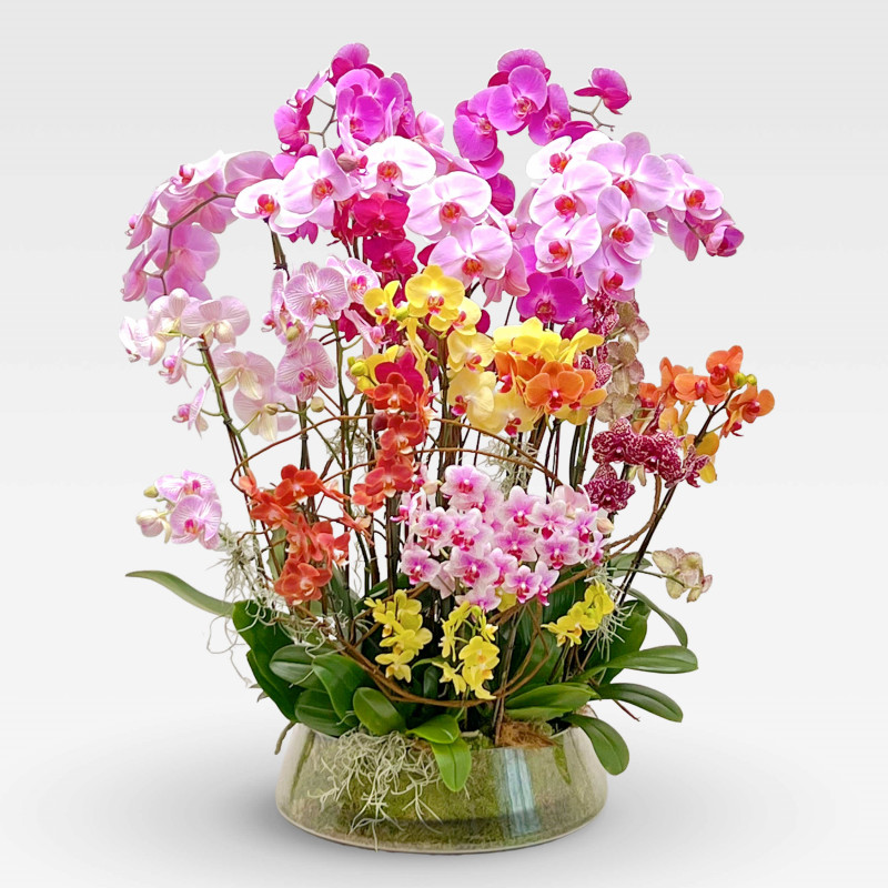 copy of PAPILLON Orchids in Planters - 1