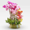 copy of PAPILLON Orchids in Planters - 2